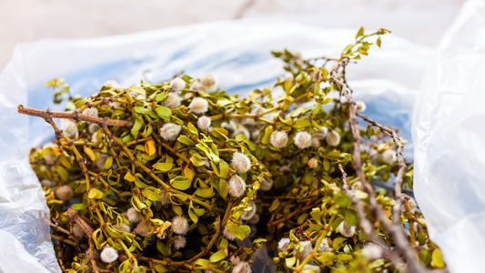 What are the Benefits of Cancer Bush Tea?